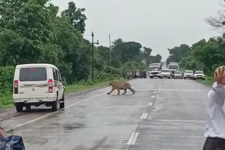 കടുവക്ക് പോകാന്‍ വഴിയൊരുക്കി വനപാലകര്‍  റോഡില്‍ വാഹന തിരക്ക്  The forest guards made way for the tiger  tiger  റോഡിലിറങ്ങിയ കടുവ കുടുങ്ങി  റോഡിലിറങ്ങിയ കടുവ  വനപാലകര്‍  നാഗ്ഭിദ്ബ്ര ഹ്മപുരി ഹൈവേ  tiger caught in high way  റോഡിലിറങ്ങിയ കടുവ മറുവശത്തേക്ക് കടക്കാന്‍ വാഹനങ്ങള്‍ തടഞ്ഞ് വനപാലകര്‍