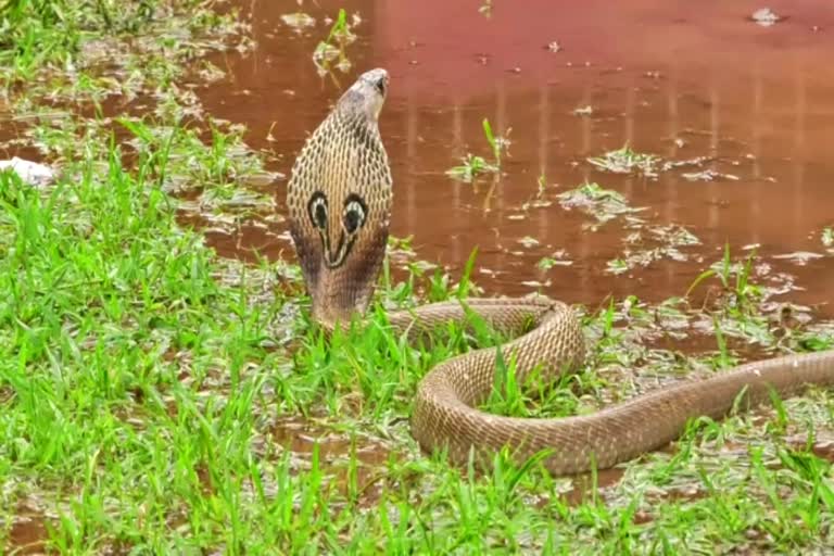 snake-are-found-every-where-after-the-heavy-rain-in-ankola