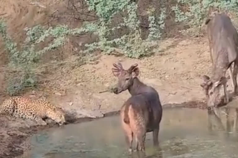 Corbett National Park