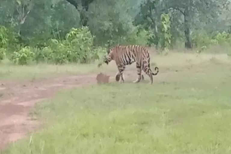 Tiger roaming fearlessly in Balaghat