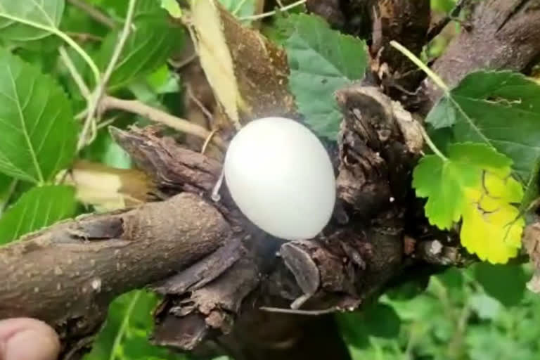 Strange egg found in Gohar