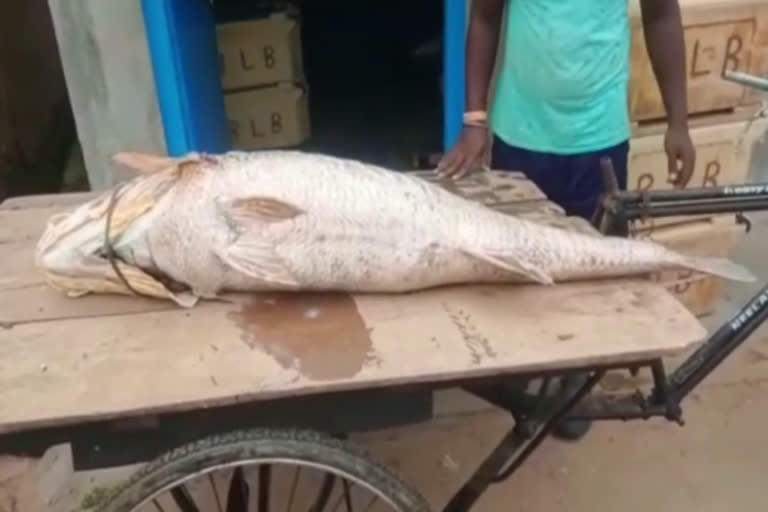 Ghol fish sold for 3 lakh rupees in Oddisha  Ghol fish sold for 3 lakh rupees  heavy ghol fish sold for 3 lakh  മത്സ്യത്തൊഴിലാളിക്ക് ഭാഗ്യം കൊണ്ടുവന്നത് ഭീമന്‍ ഗോല്‍ ഫിഷ്  ഗോല്‍ ഫിഷ് ലേലത്തില്‍ വിറ്റത് 3 ലക്ഷം രൂപയ്ക്ക്  ഗോല്‍ ഫിഷ് കടല്‍ സ്വര്‍ണം എന്നും അറിയപ്പെടുന്നു