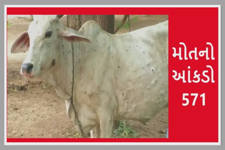 લમ્પીનો હાહાકાર : 9 દિવસમાં 571 ગાયોના મોત