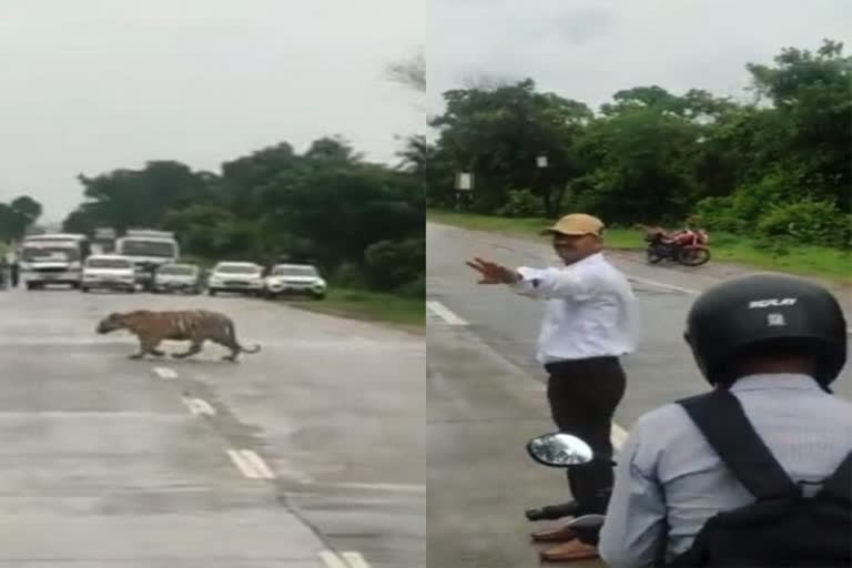 ವಿವಿಐಪಿಗಳಿಗೆ ಮಾತ್ರವಲ್ಲ, ಹುಲಿಗೂ ಝೀರೋ ಟ್ರಾಫಿಕ್