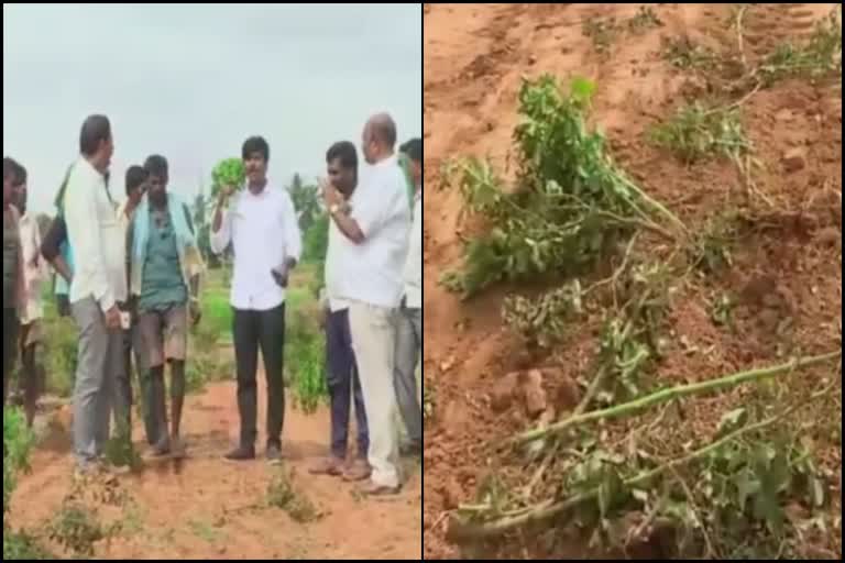 Farmers' crops destroyed for road in Chikkaballapur