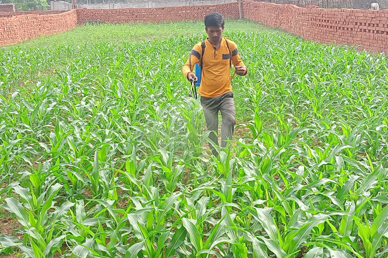 Insects in corn crops in Giridih