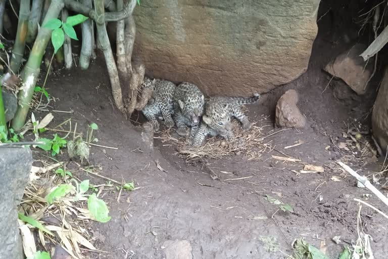 Dhar Leopard Cubs