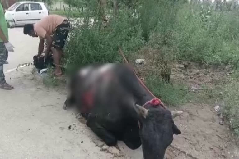 attack on bull in sonipat