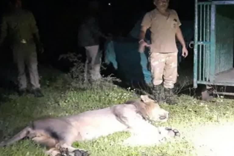 Lions maul man to death in Gir, male lion captured