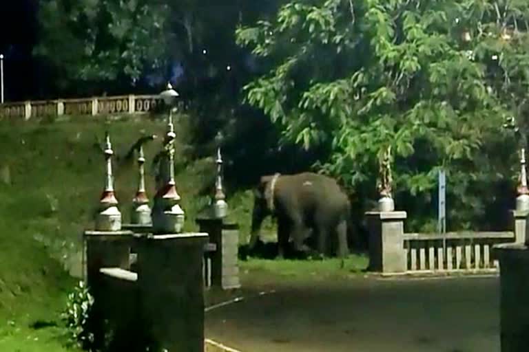 a-elephant-found-at-kushalanagar-harangi-reservoir-park-in-kodagu