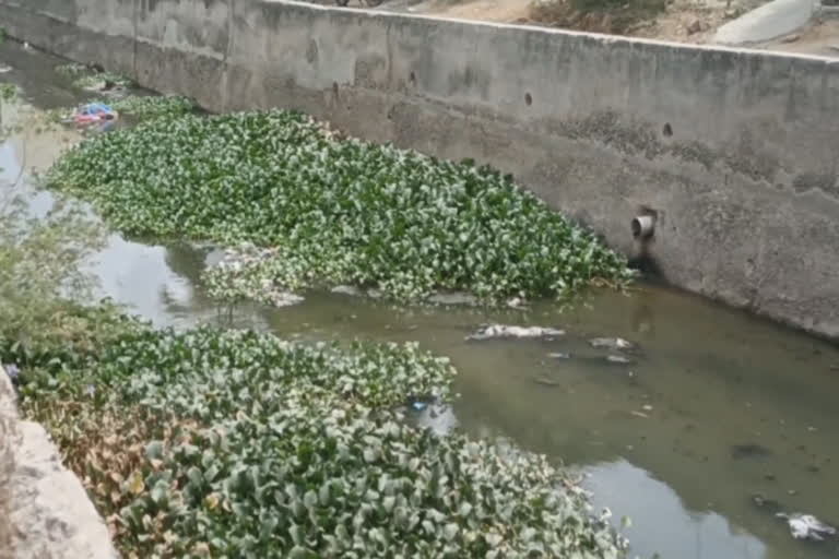 பாஜக வழக்கறிஞர் சாடல்