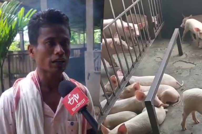 farmer-navanidhi-gogois-advice-to-pig-farmers-in-assam