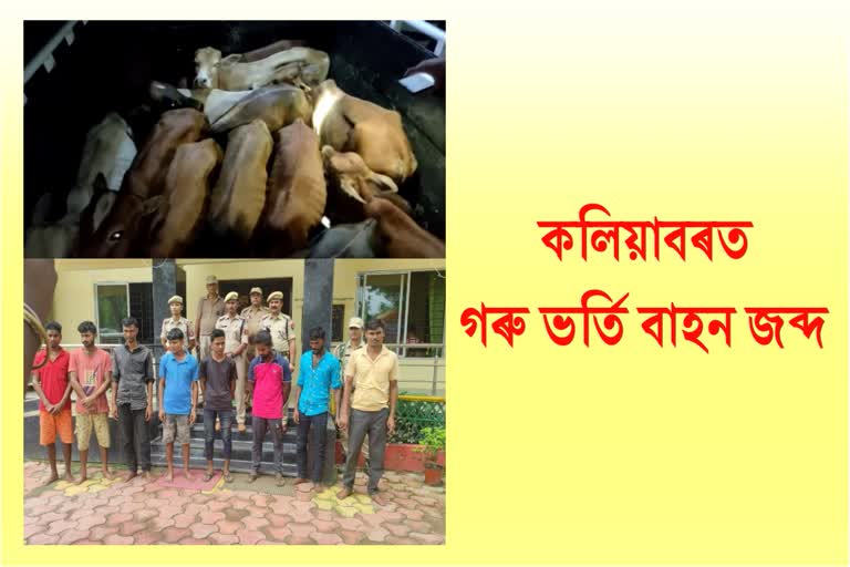 assam-police-operation-against-cattle-smuggling-in-kaliabor