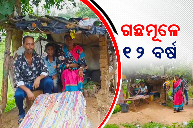 ଅନ୍ୟ ଜାତିରେ ବିବାହ କରି ସାମାଜିକ ବାସନ୍ଦ, ଗଛମୂଳେ କଟୁଛି ଦମ୍ପତ୍ତିଙ୍କ ଜୀବନ