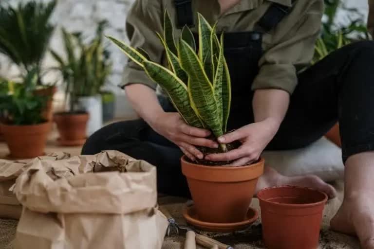 Shocking Girl student not allowed to plant a tree due to her menstrual period