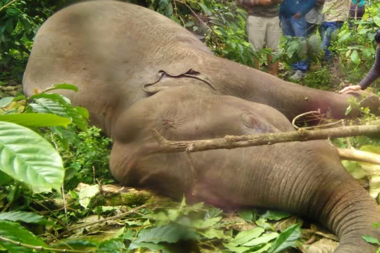 two-elephants-died-in-kodagu-after-touching-an-electric-line