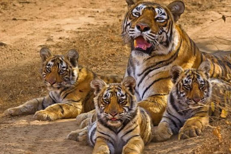 Tiger state status can be taken back from MP maximum number of tigers died in MP in last 6 and half months