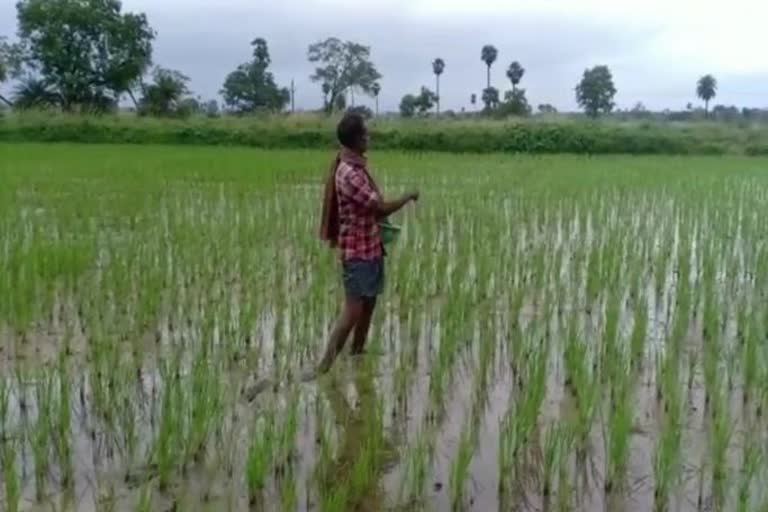 black market allegation of fertilizer in subarnapur