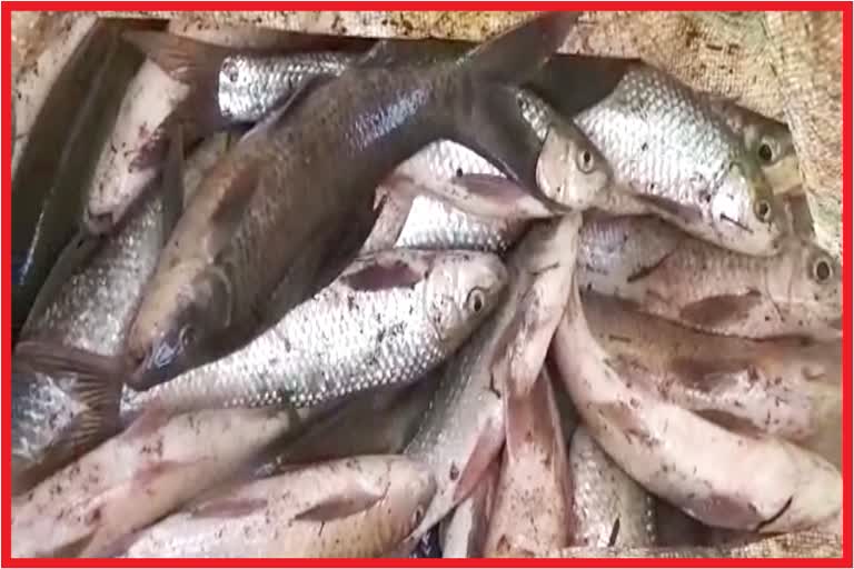 Pile of Dead Fish on Banks of Krishna river