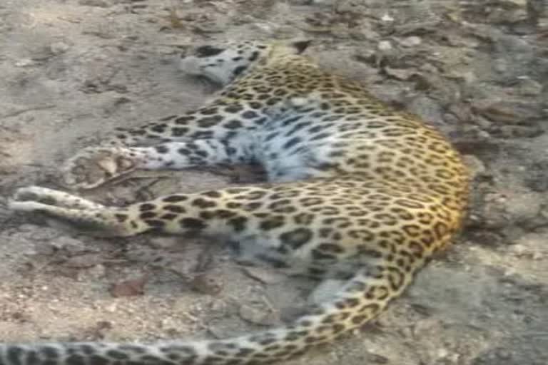 Jabalpur Leopard Died