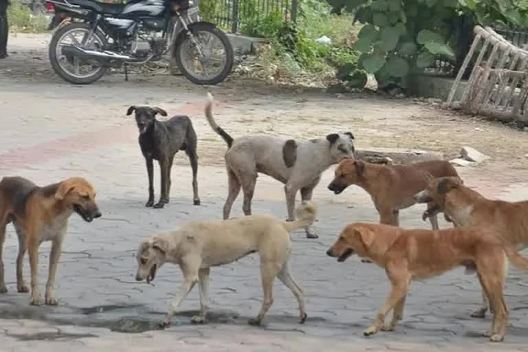 ಬೀದಿನಾಯಿ