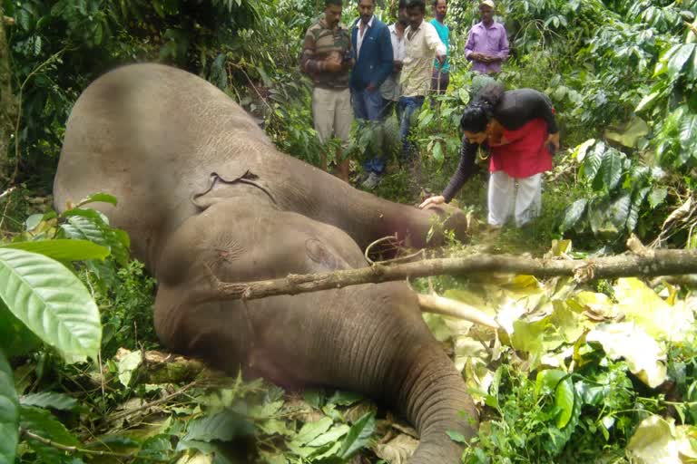 Two elephants died due to electrocution karnataka