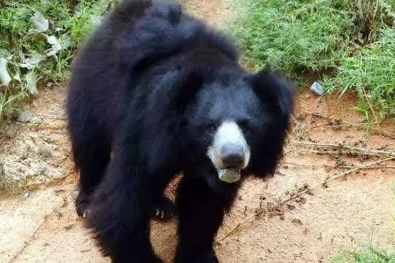 bear attack in Korea