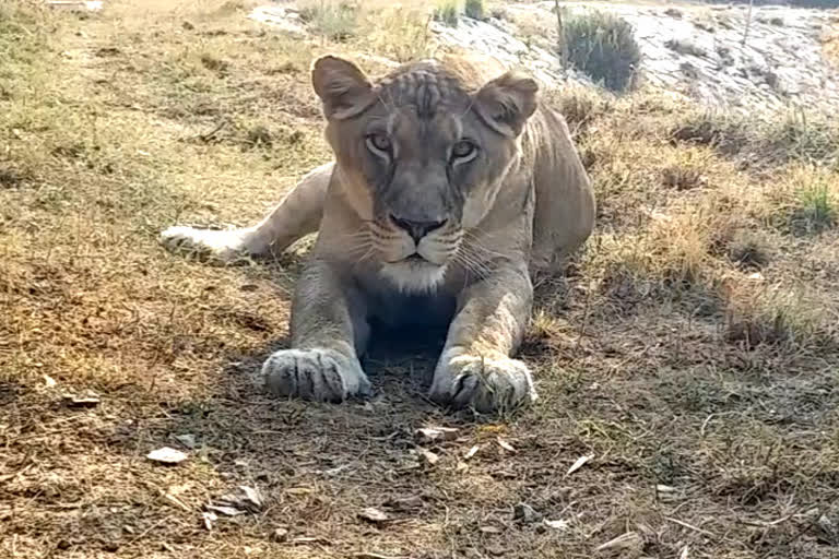 Lioness Srishti missing from Lion Safari, search operation on