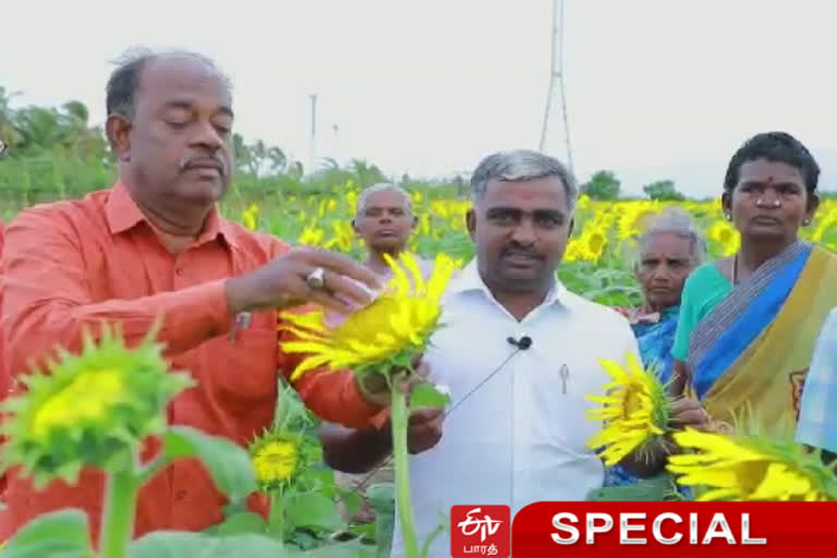 சூரியகாந்தி பூவிற்கு கைமுறை மகரந்தச் சேர்க்கை