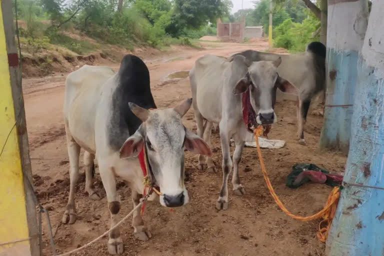 लावारिस स्थिति में मिले बसहा बैल