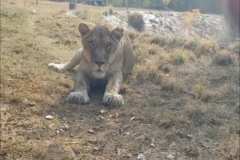 Nahargarh Lion Safari