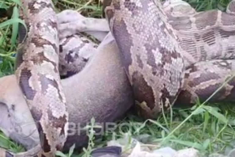 Python swallows dog: Shocking video emerges from Rajasthan