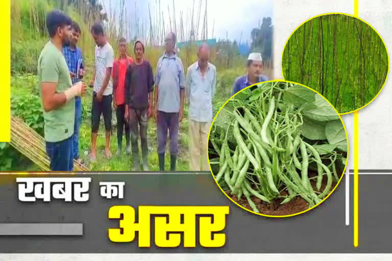 Rajma crop in Munsiyari