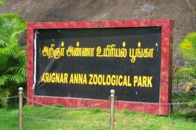 Vandaloor zoo holiday