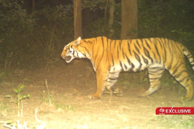 camera trap