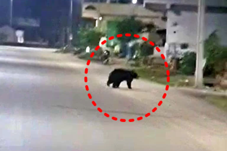 Bear wanders in palakurthy