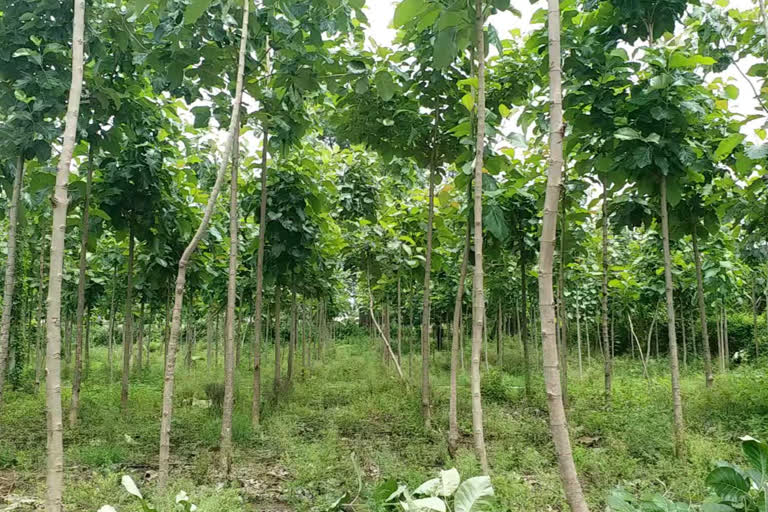 Civil Engineer turned farmer does experimentation with Brahmasaga tree plantation