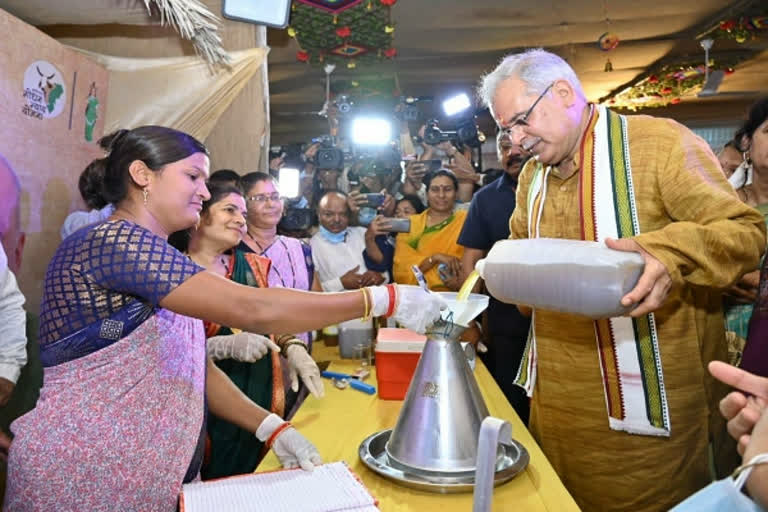 Chhattisgarh govt launches scheme to purchase cow urine for making pesticides, organic fertilizers