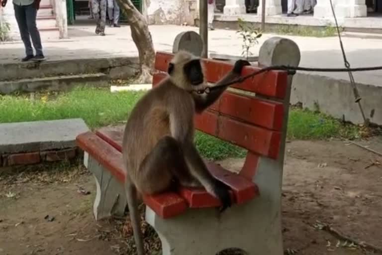 Monkey terror in Aligarh