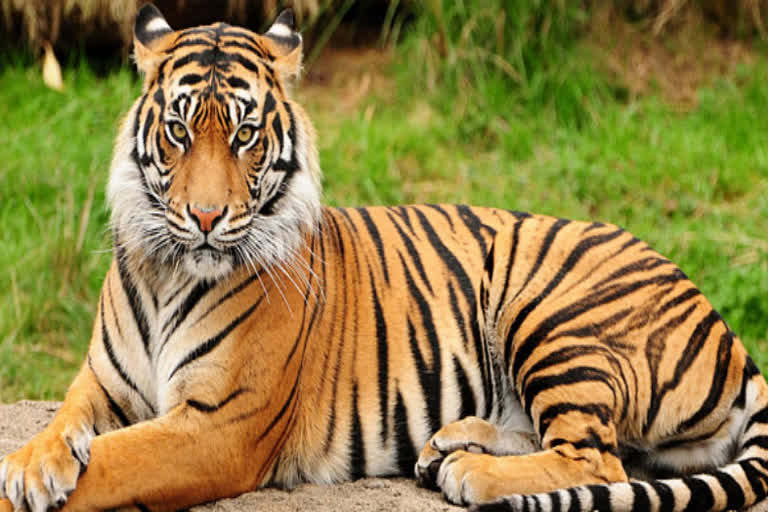 World Tiger Day