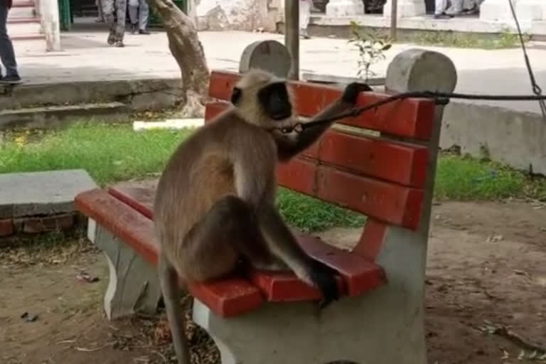 Langur hired to scare off other monkeys on college campus in Aligarh