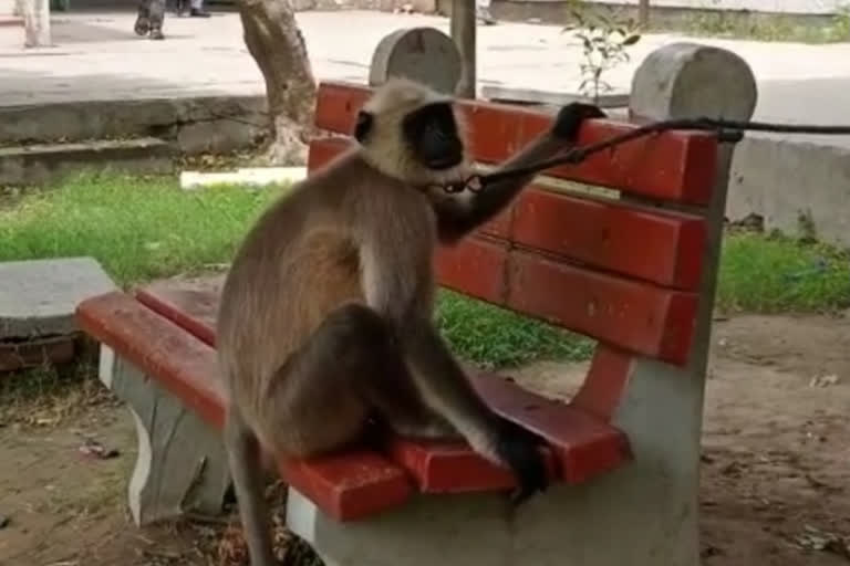 monkeys duty in college on rent