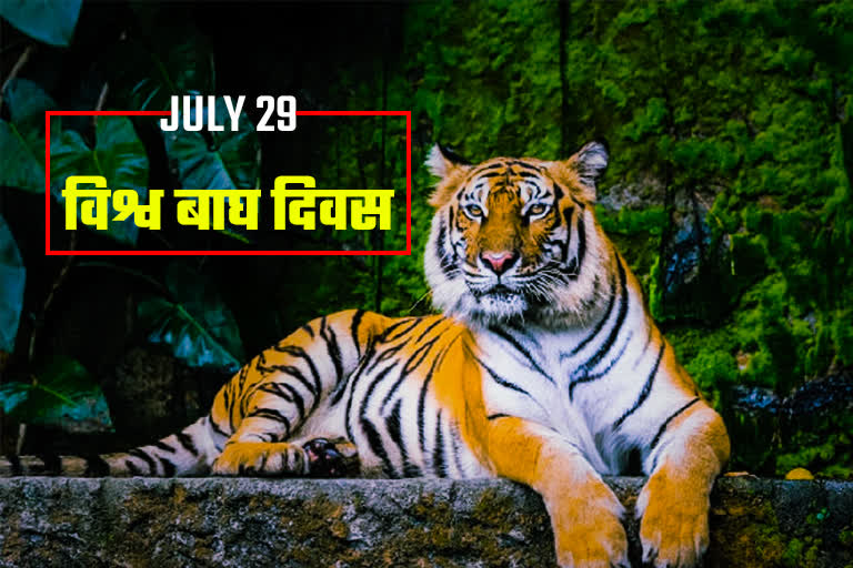 World Tiger Day 2022