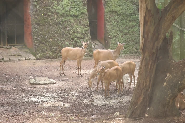 thiruvananthapuram zoo  thiruvananthapuram zoological park  തിരുവനന്തപുരം മൃഗശാല  പൂനേ മൃഗശാല  തിരുവനന്തപുരം മൃഗശാലയിലെ പുതിയ മൃഗങ്ങൾ  മൃഗശാലയിലെ മൃഗങ്ങളുടെ കൈമാറ്റ വ്യവസ്ഥ  ഇൻഡോർ മൃഗശാല മധ്യപ്രദേശ്  കേന്ദ്ര മൃഗശാല അതോറിറ്റി  ഹൈദരാബാദ് മൃഗശാല