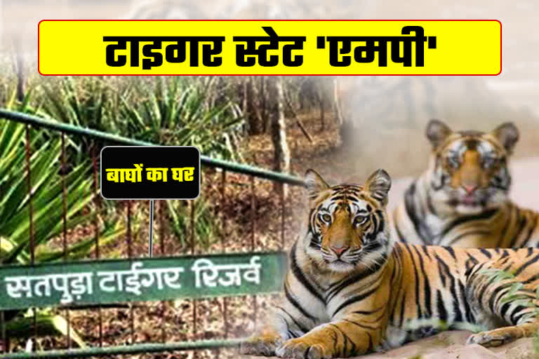 Tigers Increased in Satpura Tiger Reserve