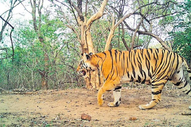 tigers in Nallamala