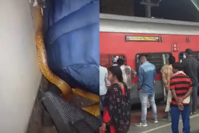 Snake spotted in train