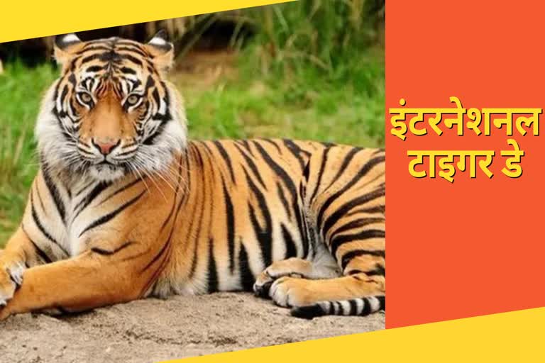 Evidence of two tigers found in Palamu Tiger Reserve area