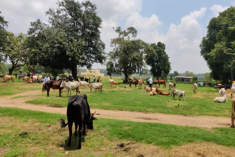 Animal smuggling from Jaltanda market of Khunti