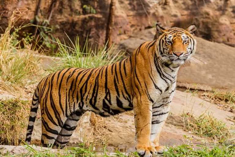 tiger reserve in chhattisgarh